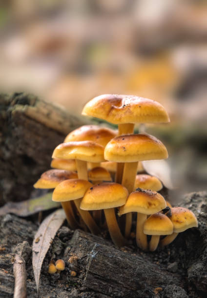 istock Brown honey mushrooms in a sunny forest 1351631080