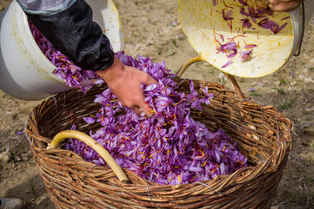 Saffron Crocus harvest. Hand dropping purple petals in a wicker basket, Crocus sativus collection Saffron Crocus harvest scene. Woman hand dropping purple petals from a bucket into a wicker basket, Crocus sativus flowers collection season, closeup view. saffron stock pictures, royalty-free photos & images