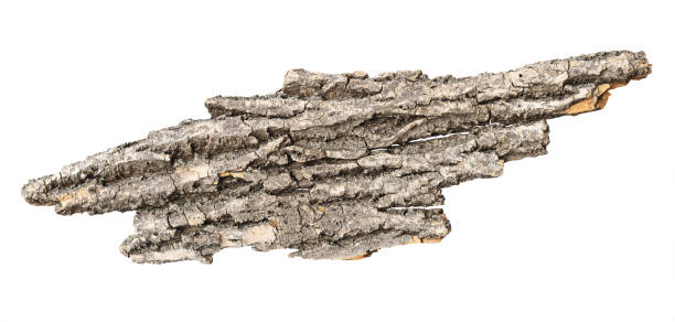Chip of tree bark with textured surface isolated on white