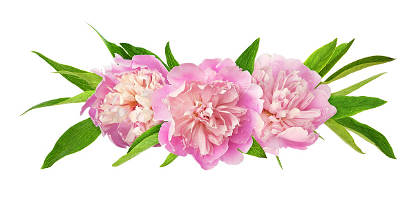Pink peony flowers and green leaves in a floral arrangement isolated on white