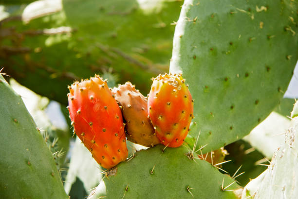 Opuntia growth on the leaves of cactus with ripe red and yellow fruit Opuntia growth on the leaves of cactus with ripe red and yellow fruit nopal fruit stock pictures, royalty-free photos & images
