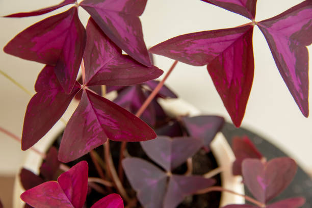 istock Purple Oxalis Triangularis Mijke plant 1351634315