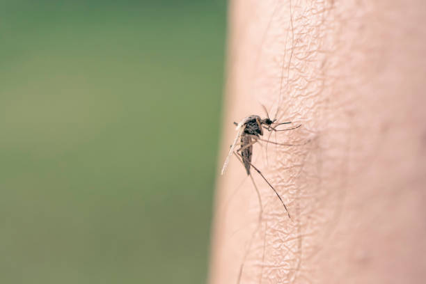 a mosquito sucks blood from a human body. macro photo of a mosquito on the armMosquito Full of Blood Mosquito Full of Blood. a mosquito sucks blood from a human body. macro photo of a mosquito on the arm mosquito filled with blood stock pictures, royalty-free photos & images