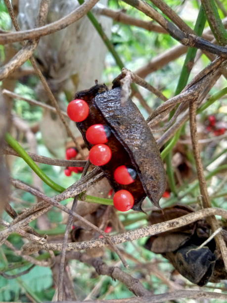 istock red and black saga seeds 1351635050
