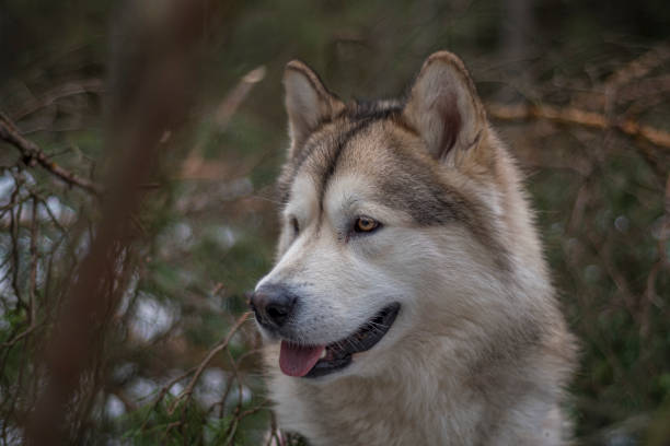 istock Northern breed dog in a forest 1351636015