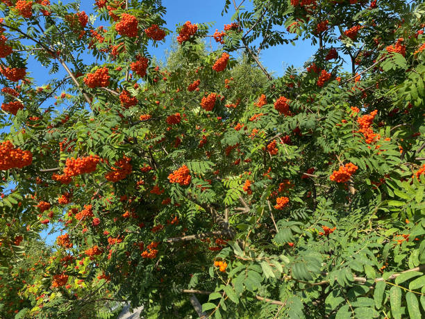 istock image of many ashberry at dry sunny day 1351636334