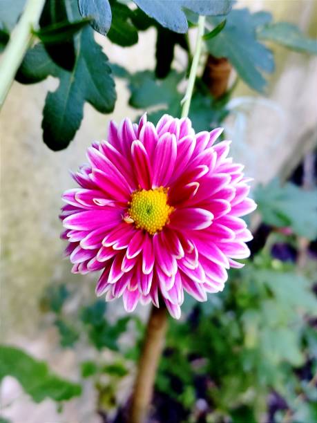 istock Pink chrysanthemums in the garden 1351637114