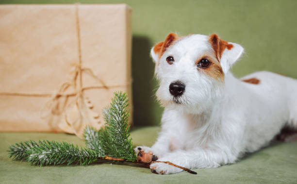 istock Jack Russell Terrier with present and christmas tree branch on green sofa close 1351642589