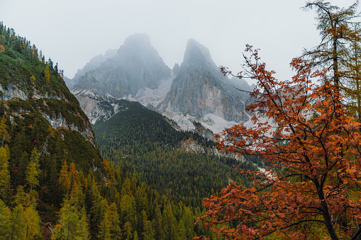 Beautiful autumn in the Dolomites mountains with golden larch trees, green pine forest and dramatic mountains peaks, South Tyrol, Italy