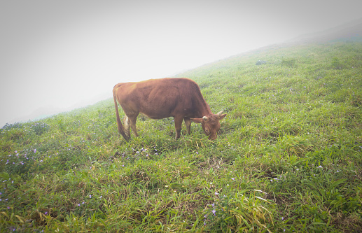 A Pretty picture of the  Mandal patti hills covered in Mist and a Cow grazing on the lush foliage at very high altitute in the monsoon in Coorg, India.