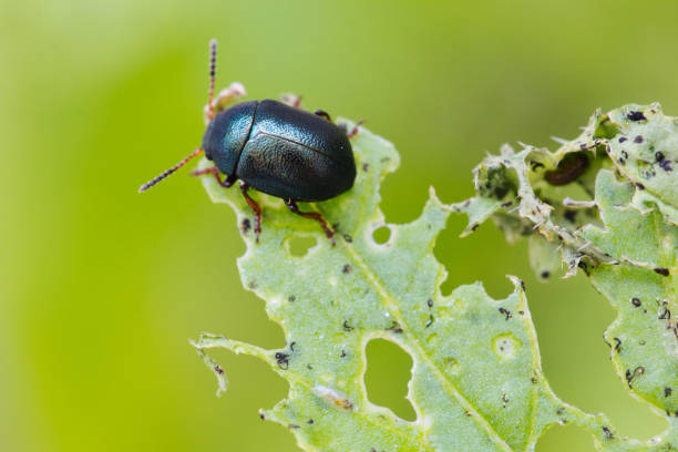 istock Macro close-up of Alder Flea Beetle (Agelastica alni) eating and destroying a plan 1351649668