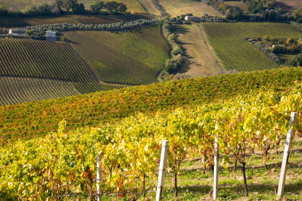 istock Colorful vineyard in fall, autumn nature landscape 1351650819
