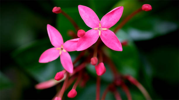 istock Top view pink flowers 1351650820