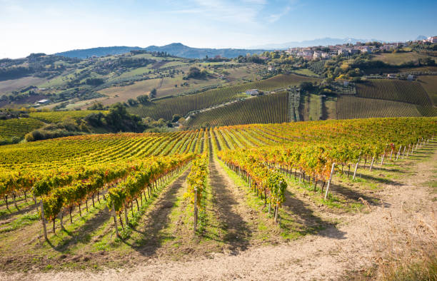 istock Colorful vineyard in fall, autumn nature landscape 1351650919