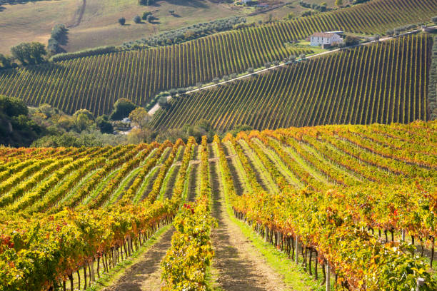 istock Colorful vineyard in fall, autumn nature landscape 1351650974