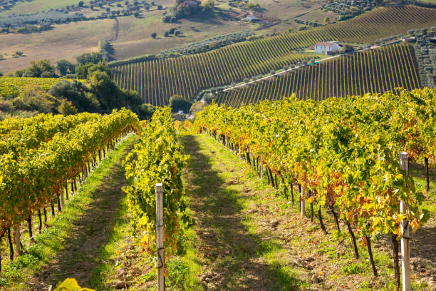 istock Colorful vineyard in fall, autumn nature landscape 1351651185