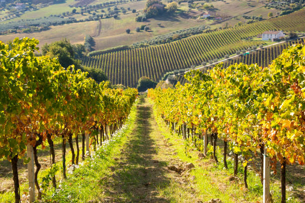 istock Colorful vineyard in fall, autumn nature landscape 1351652039