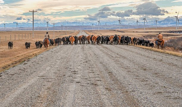 cattle drive cerca de fort macleod - rock mill fotografías e imágenes de stock