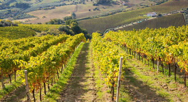 istock Colorful vineyard in fall, autumn nature landscape 1351652101