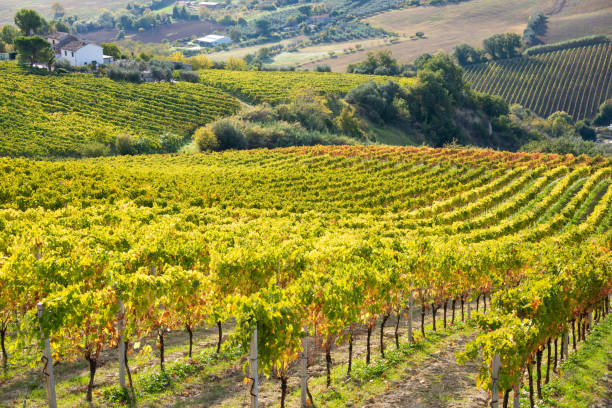 istock Colorful vineyard in fall, autumn nature landscape 1351653171