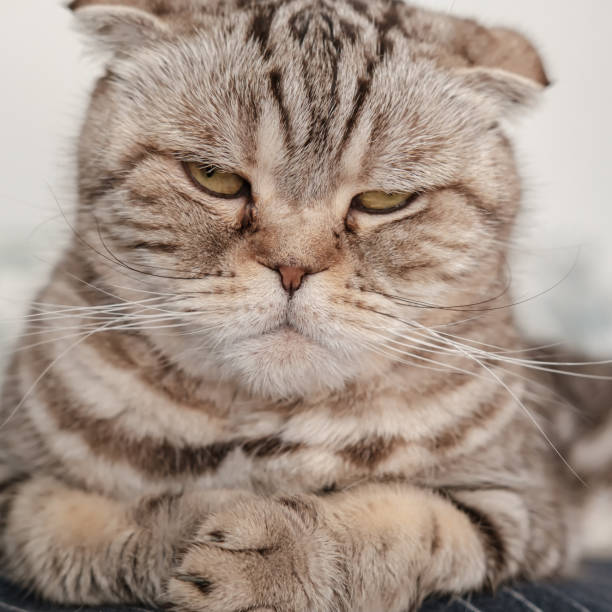 istock Dissatisfied cat Scottish Fold with an evil look. 1351653211