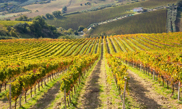 istock Colorful vineyard in fall, autumn nature landscape 1351653282