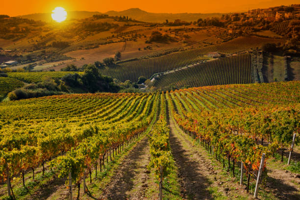 istock Colorful vineyard in fall, autumn nature landscape 1351653478