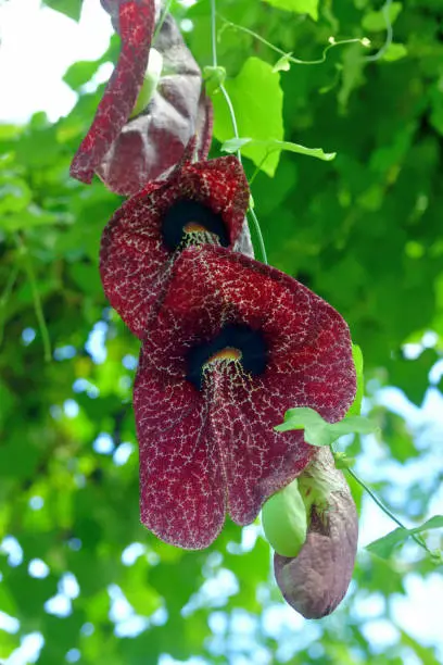 Aristolochia gigantea, an ornamental plant native to Brazil, has cordate type triangular leaves and large, oddly-shaped flowers that are petal-less with purple-maroon backing that is netted with pink etching-like marks along veins and has a yellow-orange throat. Aristolochia gigantea is also known as giant Dutchman’s pipe, Brazilian Dutchman’s pipe or pelican flower.