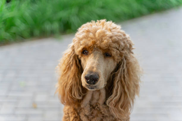 istock Poodle poodle on the roadside 1351656108