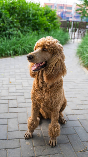 istock Poodle poodle on the roadside 1351656116