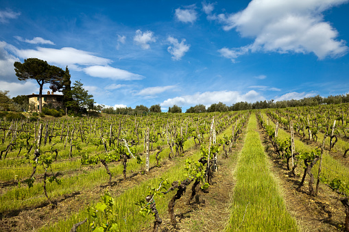 Beautiful vineyard landscape.