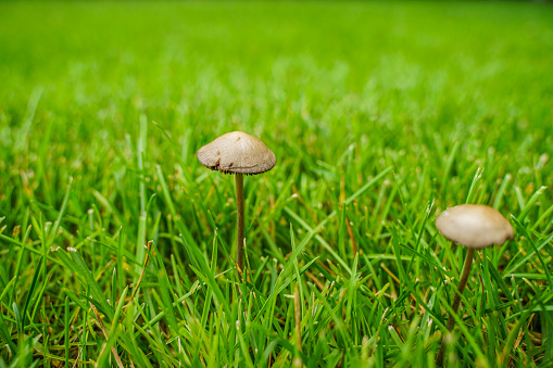 Mushrooms on the lawn grass