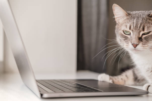 istock Sad cat with a sore eye is looking for a veterinary clinic using a laptop and the Internet. Clever pets. 1351657490