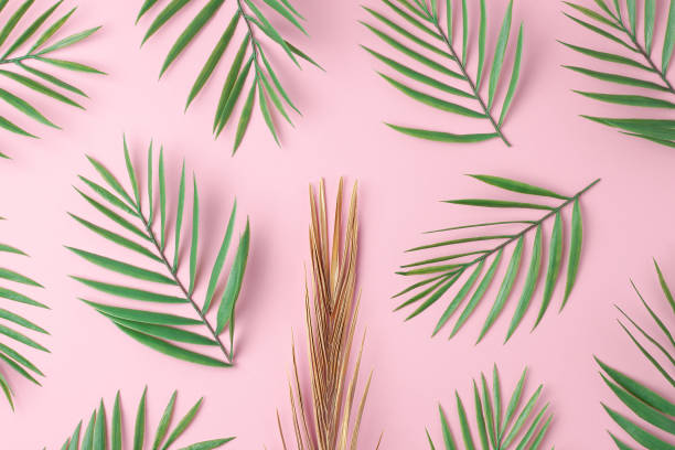 istock Tropical background with palm leaf on pink. Flat lay, copy space 1351658480