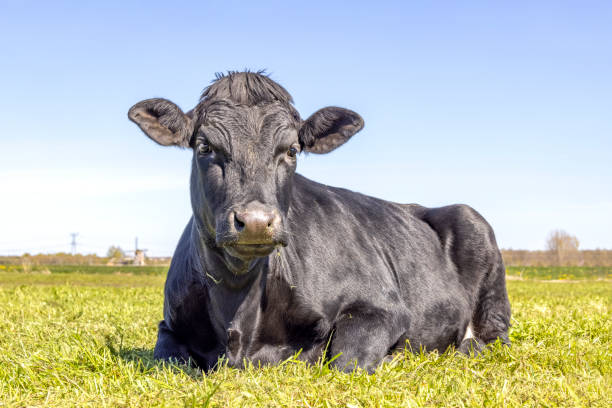 istock Black cow lying down grumpy suspicious in green grass, front and a blue sky. 1351660136