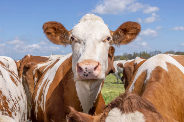 istock Cow head red and white, friendly standing amidst other cows, calm and serene, amidst a group of cows 1351660156