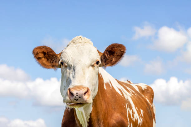 istock A cow chewing looking silly, white with red spots and ears 1351660180