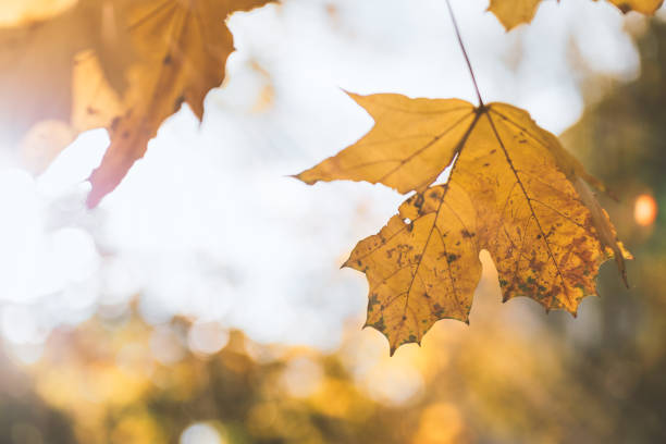 istock Yellow autumn leaves close up 1351664489