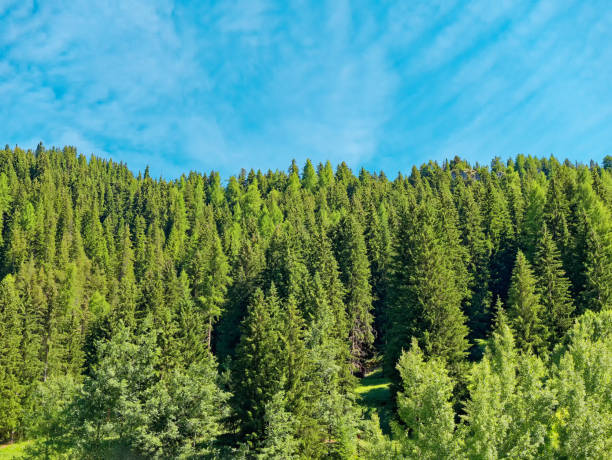 istock landscape with trees and sky mountain in summer 1351664580