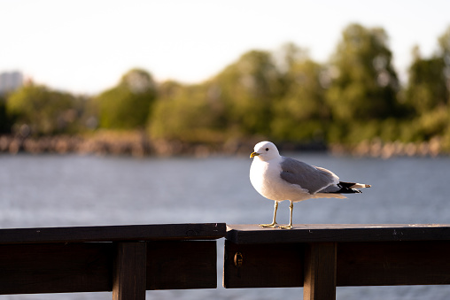 In the archipelago of Stockholm