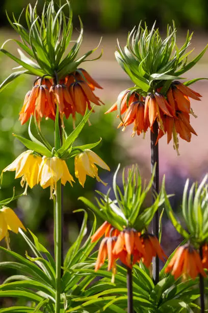 Beautiful bloom of Crown Imperial (Fritillaria imperialis) in the garden