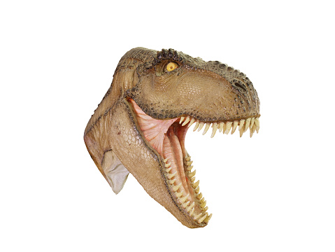 T Rex Dinosaur Head open mouth menacing isolated on white background