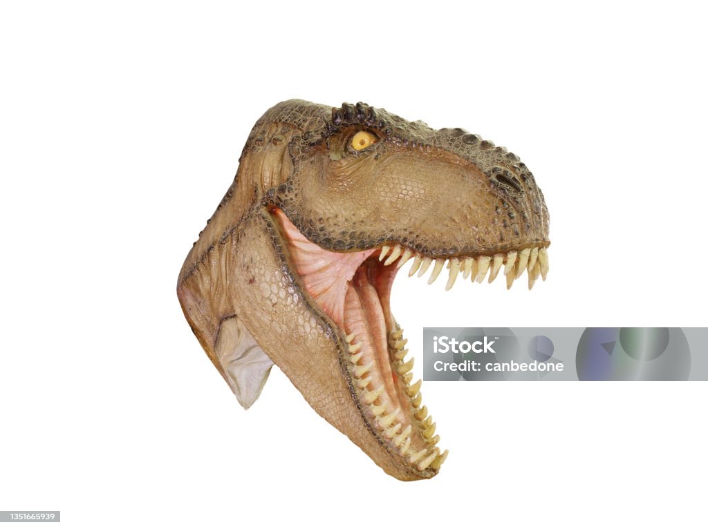 T Rex Dinosaur Head open mouth menacing isolated on white background Carnivorous Stock Photo