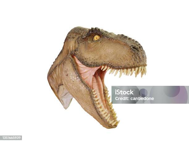 T Rex Dinosaur Head Open Mouth Menacing Isolated On White Background Stock Photo - Download Image Now