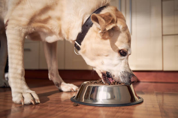 istock Feeding of hungry dog 1351666140