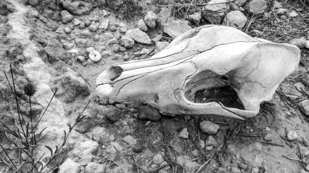 Photo of Scary Animal skull in spanish mountain