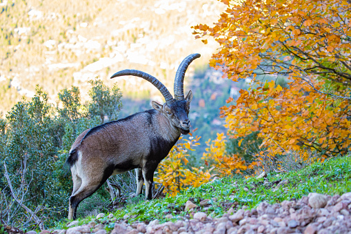 Goat with long horns spoted - animal between the vegetation in the forest, Montserrat mountain, Barcelona.