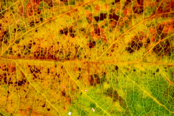 istock texture and veins of a fall leaf ,macto shot 1351667537