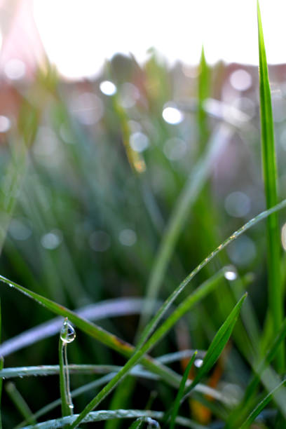 istock water drops on the green grass on the morning 1351667555