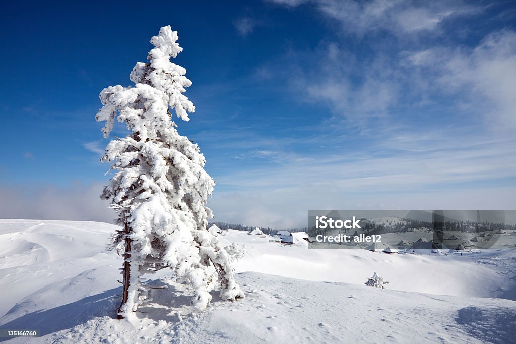 Árbol cubierto de nieve - Foto de stock de Aldea de montaña libre de derechos